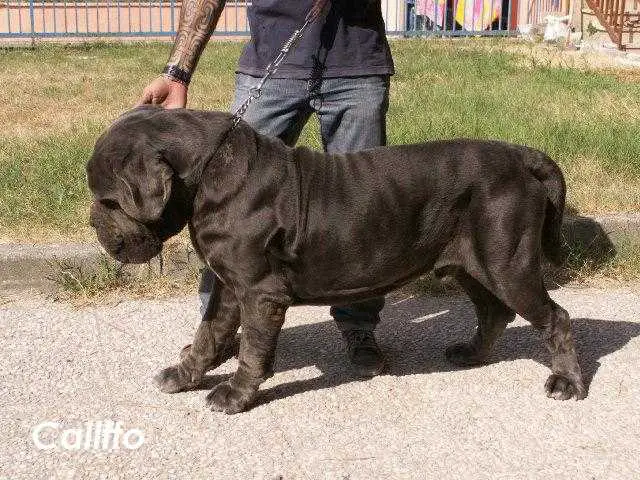 CALIFFO DELLO STRADONE VESUVIANO
