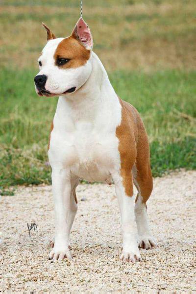 MULTI.CH.INTER.CH. CLUB WINNER Tera Long Step