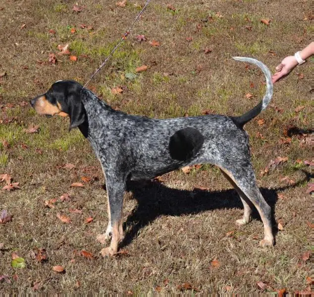 Evenstar BB's Lucille