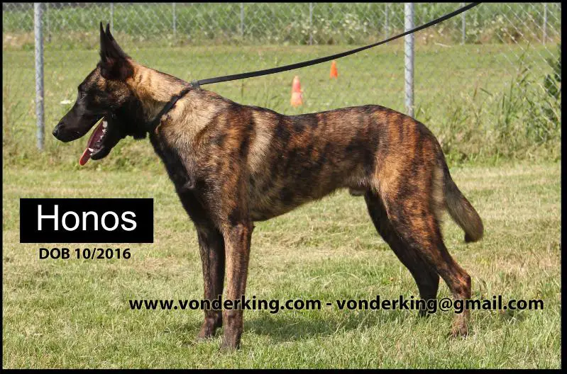 Von Der Kings Honos