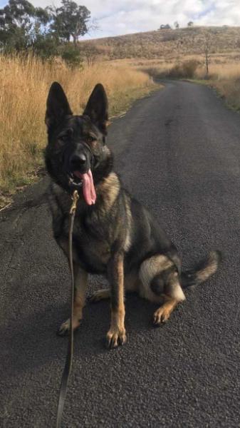 von german shepherd breeders