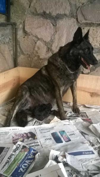 Mamba (Ramos) Mex. FCI.