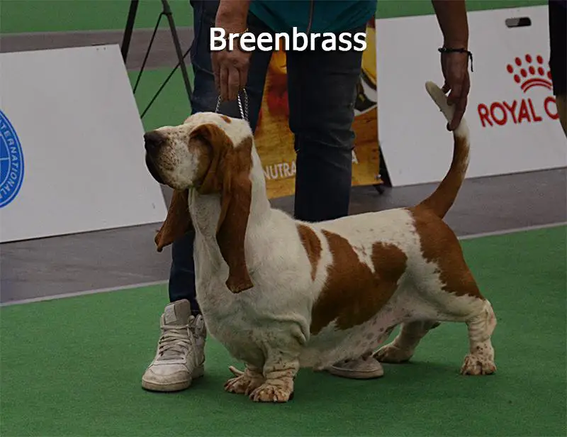 Khvala I Gordost' Iz Chernichnogo Raja