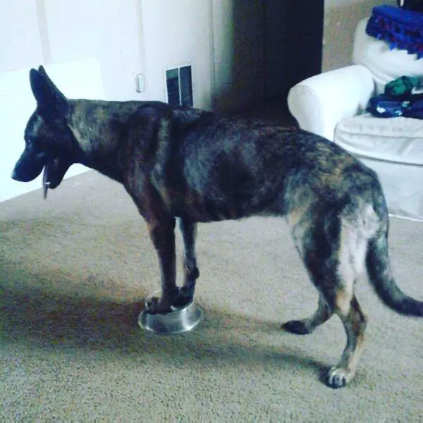 Vlad Roxie Demitry