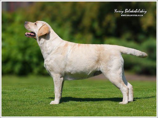 Libra sales dog white