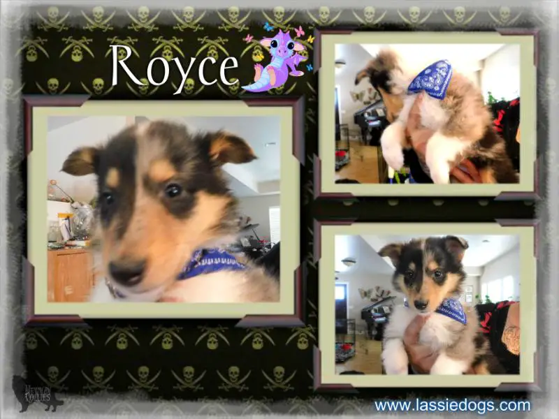 Newman's Royce Goes Rogue