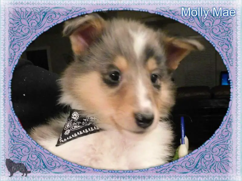 Lost Acres Good Golly Miss Molly