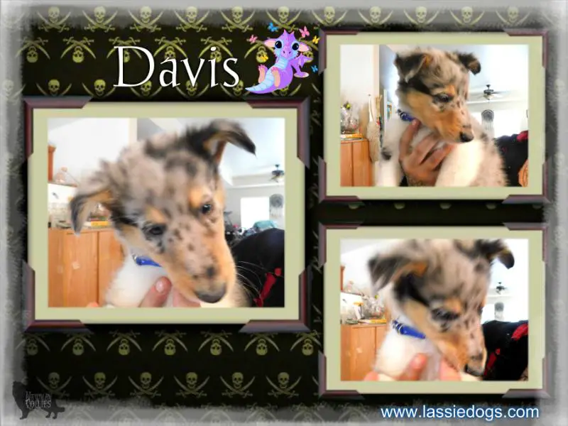 Newman's Dauntless Davis