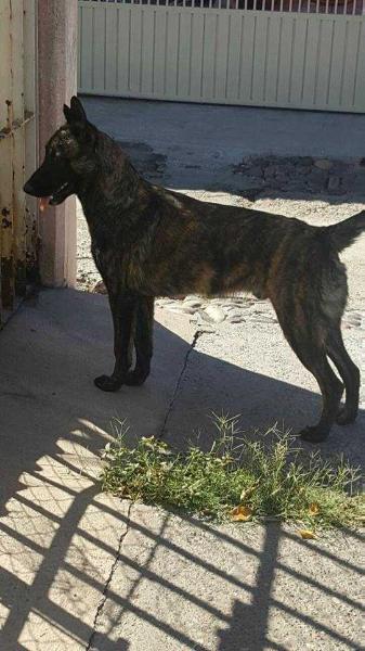 Bongo (Vargas) Mex.