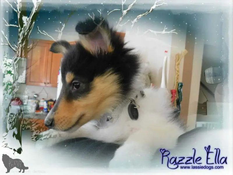 Newman's Razzle Me To The Top