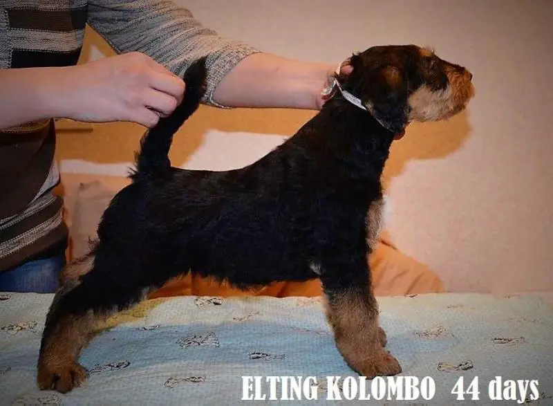 ELTING KOLOMBO