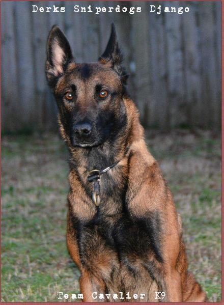 Sniperdogs Django (Pease)