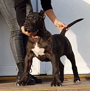 Fako Bullsara Del Pamba