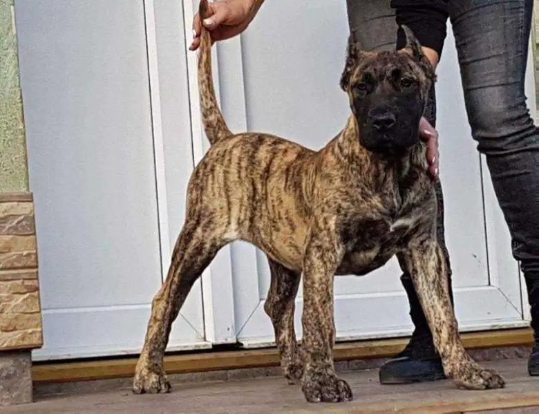 Fosca Bullsara Del Pamba