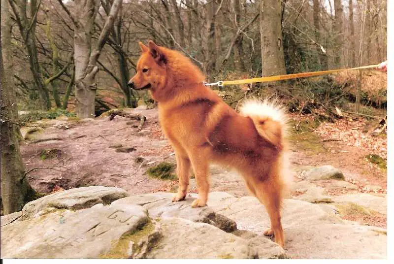 LUMIYSTÄVÄ of Storm Valley