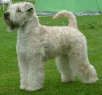 Wheaten Island's Ava Tejarpsdalen