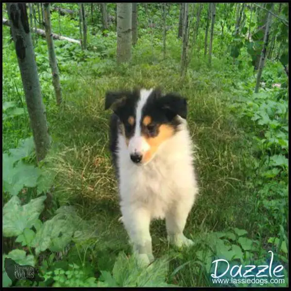 Newman's Born To Dazzle You