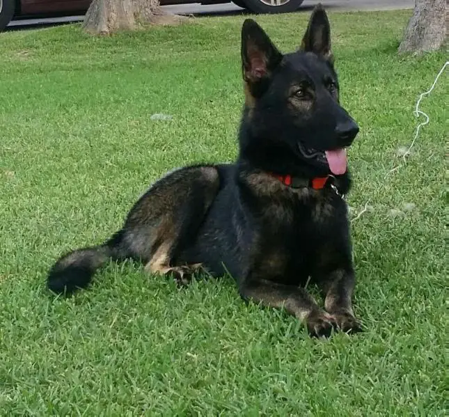 von castle german shepherds