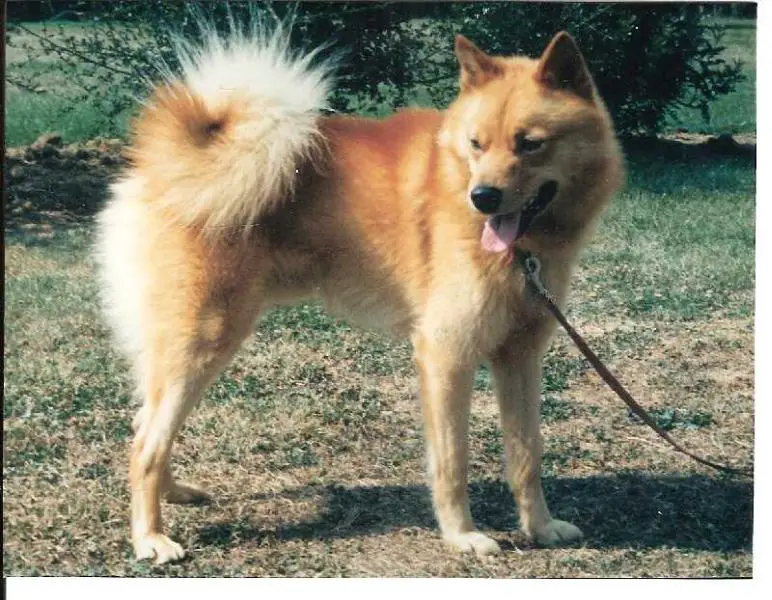 GOLIATH LOF. 157/50