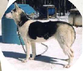 Motomo’s Kavik