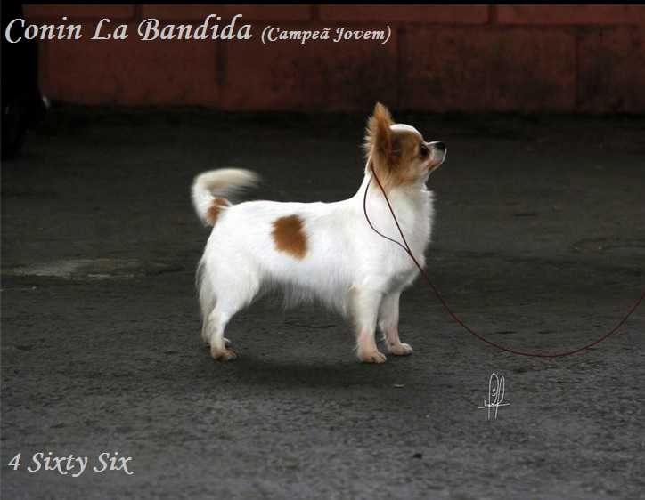 Conin La Bandida