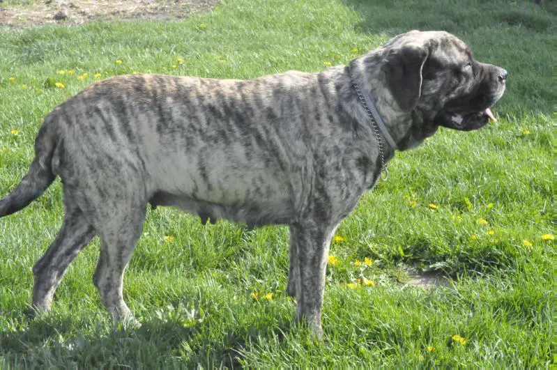 Harper Dugan-Fultz