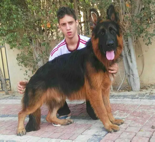 egyptian german shepherd