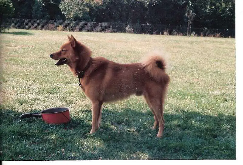 IAGO LOF. 165/53