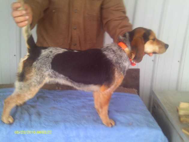 scroghams blue kennel