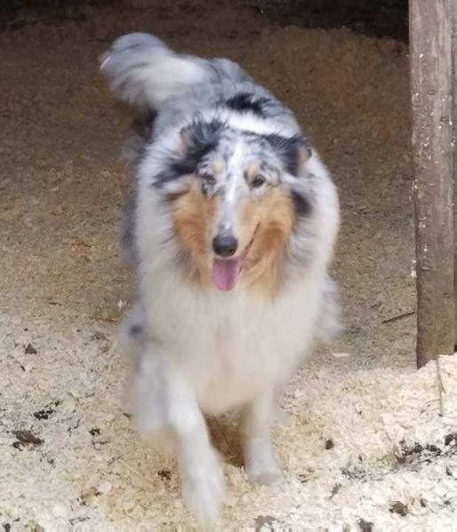 Planet K9 Sapphire Sadie