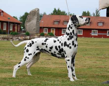 Dalspots Almost Harmony