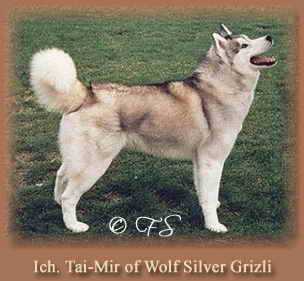 TAI - MIR OF WOLF SILVER GRIZLI