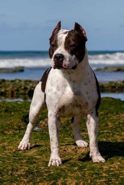 Pedigree hotsell database amstaff