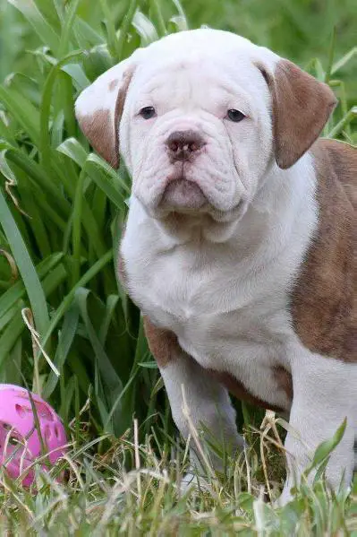 king mufasa american bulldog