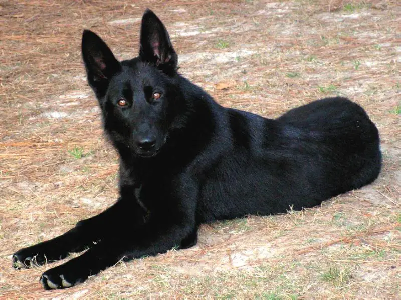 Xm�s Kai Vom SchwarzeHunde