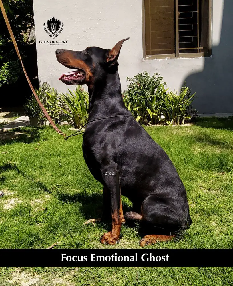 ghost doberman