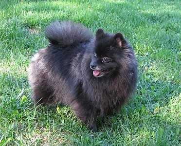 SHAFRAN SHEENY MELY'S TINNY BEAUTY