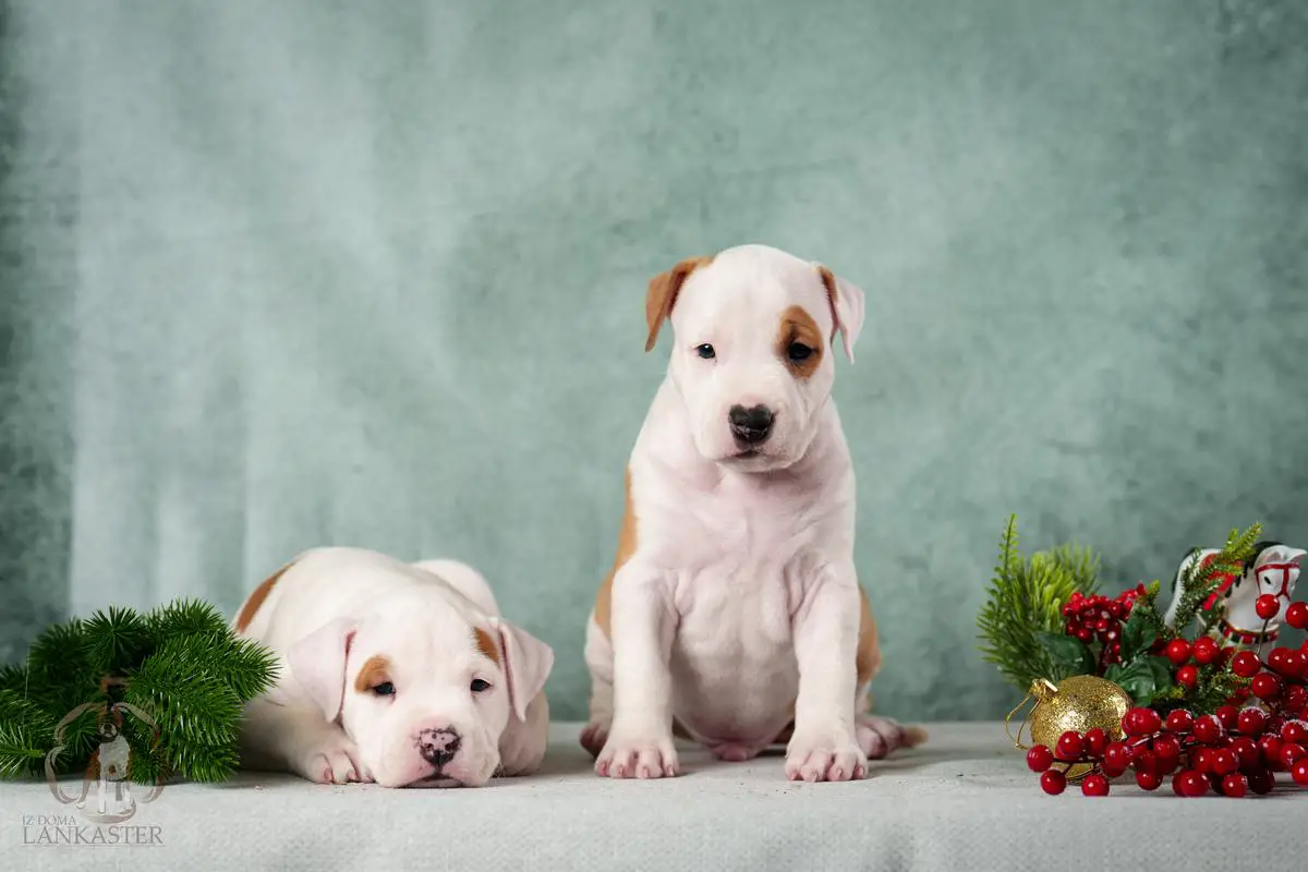 NICE CHAP  Iz Doma Lankaster