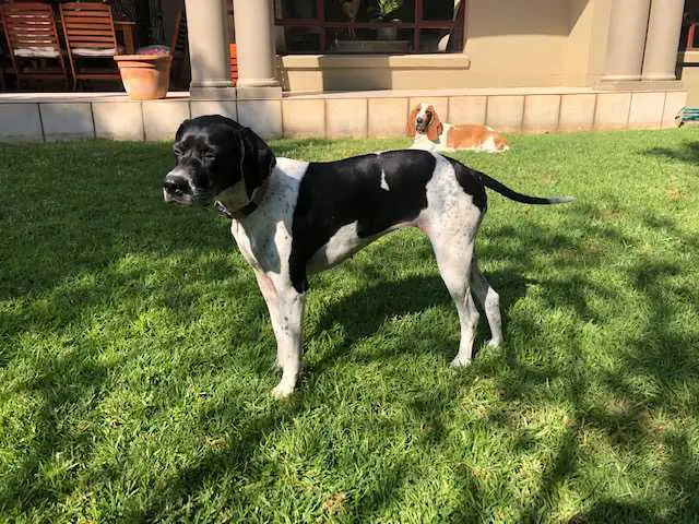 DEL ZORRA ZOLA