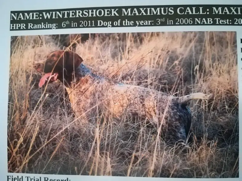 WINTERSHOEK MAXIMUS