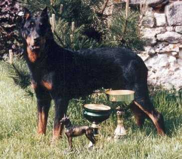Dingo de euskal herria