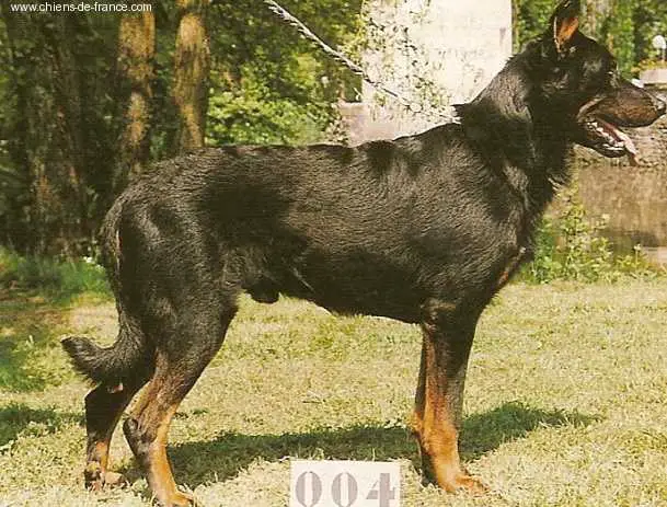 Norton Des assiers