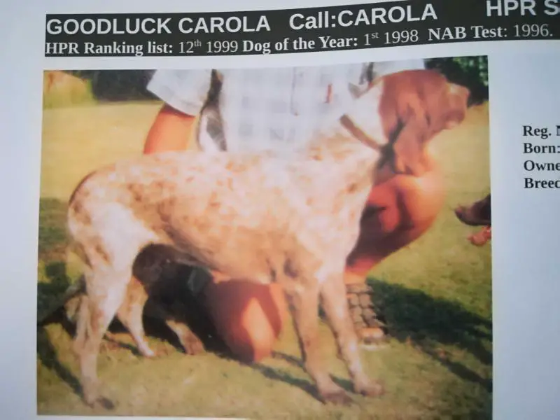 GOODLUCK CAROLA OF WINTERSHOEK