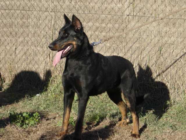 V'itzel Des assiers