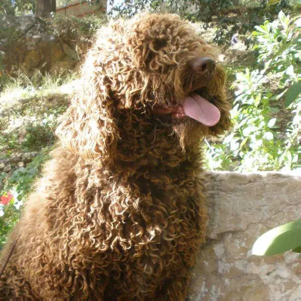Matahari del Bolanio