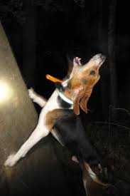 insane jane coonhound