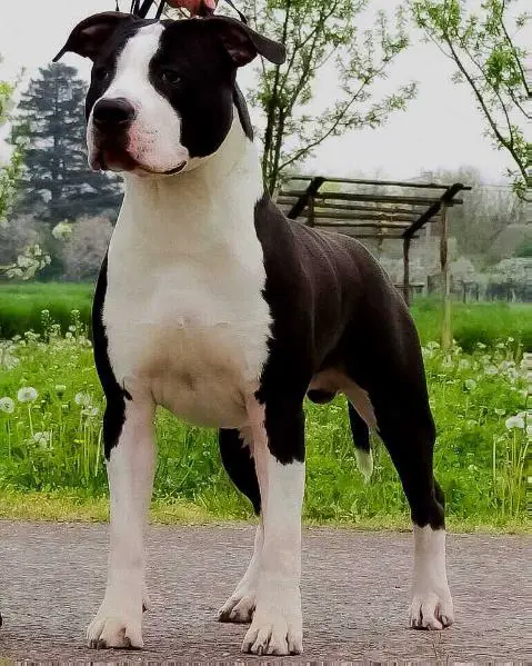 don king of rings amstaff