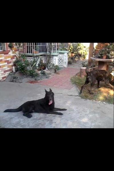 VIVA LAZARO BLACK PANTHER
