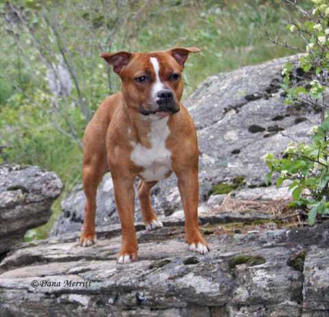 blastaway staffordshire bull terriers