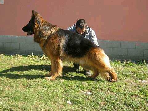german shepherd mange